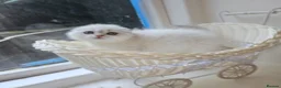 Scottish Fold cats for sale: Tica full pedigree scottish fold kittens london  - Advert 17