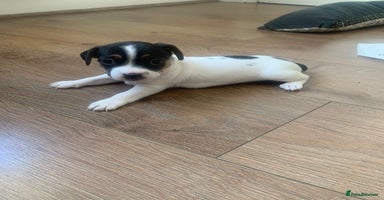 Jack Russell dogs - Advert 11