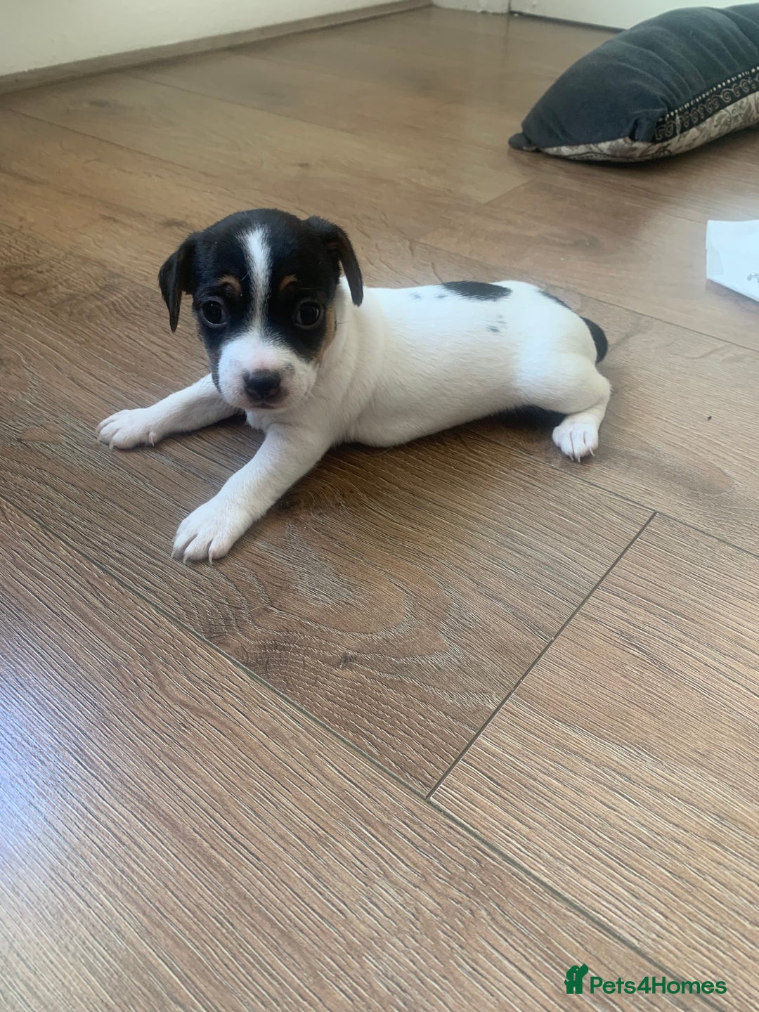 Jack Russell dogs for sale: Lovely miniature jack Russell pups - Image 3