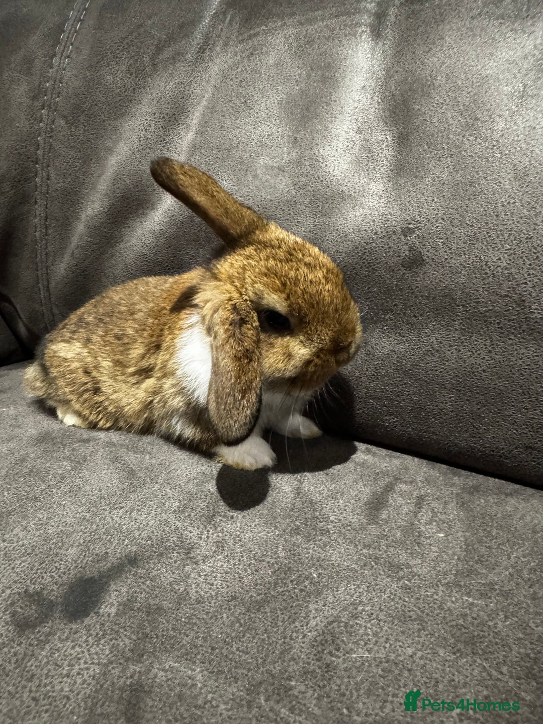 Mini Lop rabbits for sale: Stunning Mini Lop Bucks  - Image 7