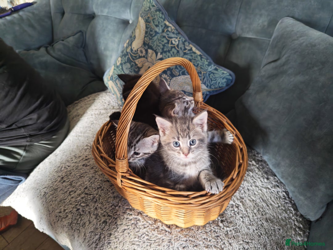 Maine Coon cats for sale: MAINE COONE KITTENS POLYDACTYL&NON POLYDACTYL   - Advert 7