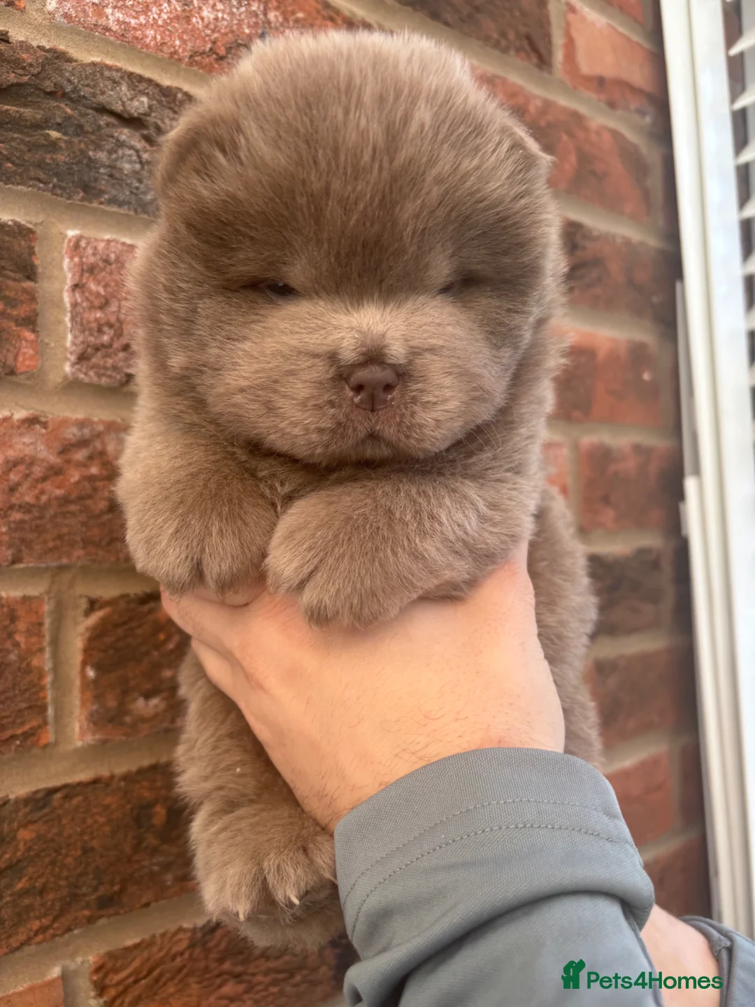 Chow Chow dogs for sale: Quality Chocolate Chows not to be missed 🔥  in Scunthorpe - Advert 16