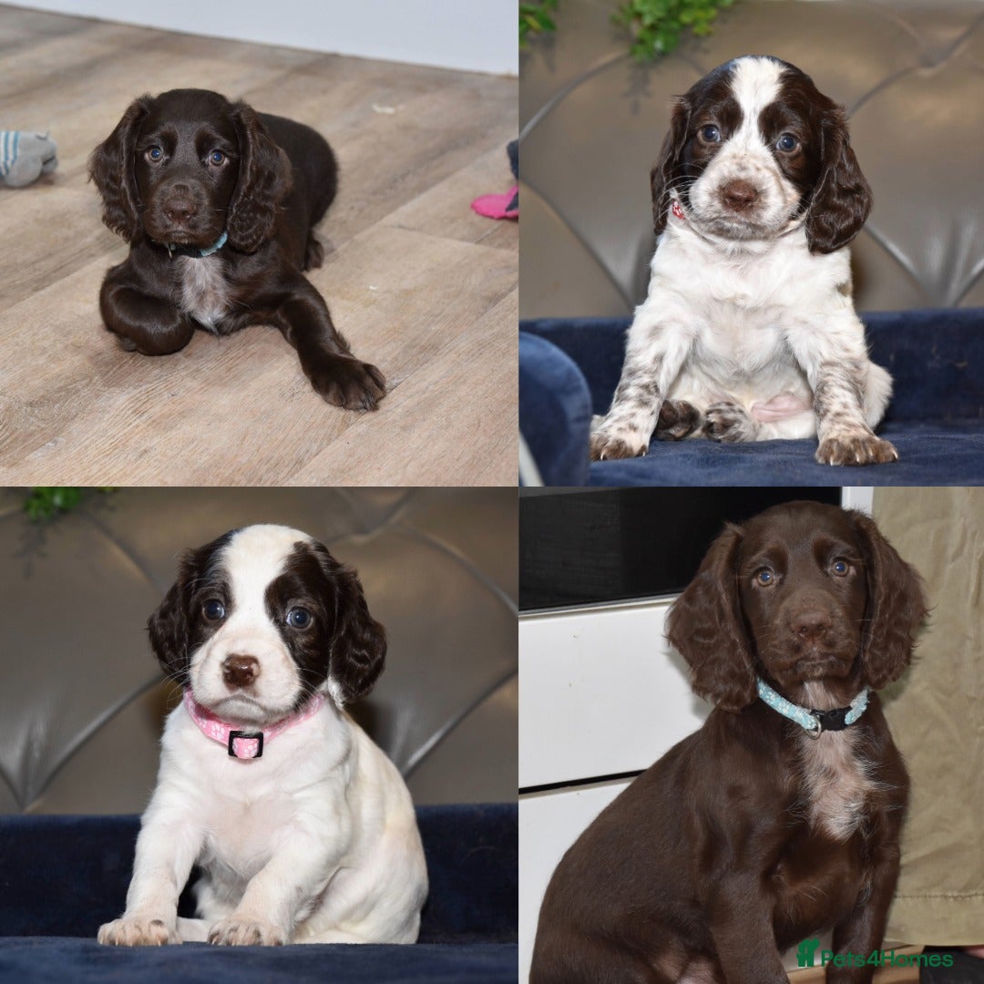 Cocker Spaniel dogs Ready 10th January Kc Reg Health Tested - Advert 7