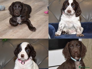 Cocker Spaniel dogs Ready 10th January Kc Reg Health Tested - Advert 7