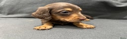 Miniature Dachshund dogs for sale: Quality KC Registered Mini Long-Haired Dachshunds  - Advert 11