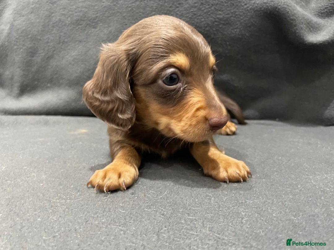 Miniature Dachshund dogs for sale: Quality KC Registered Mini Long-Haired Dachshunds  - Advert 11