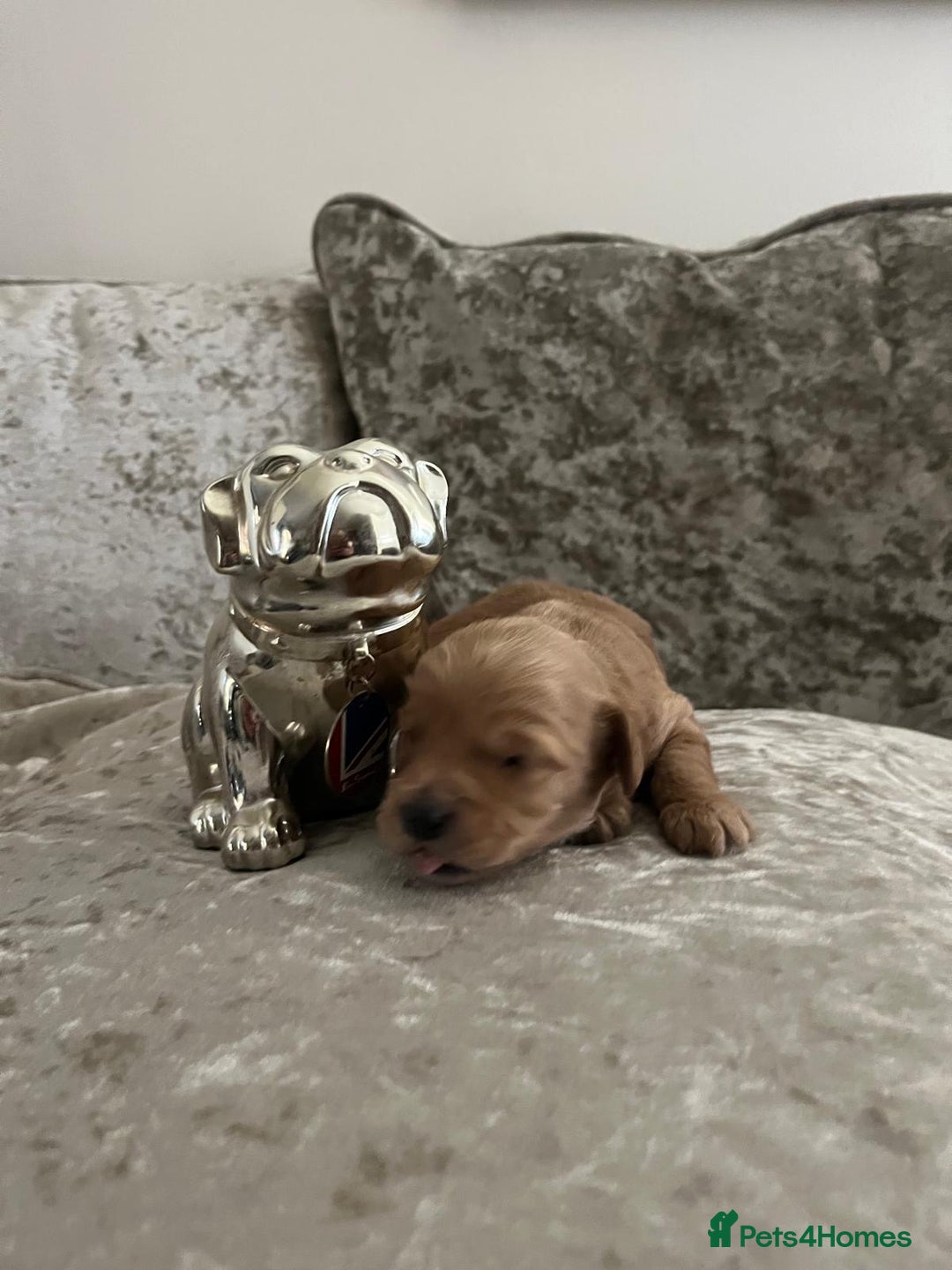 Cavapoo dogs for sale: F1 Cavapoo puppies - Advert 10