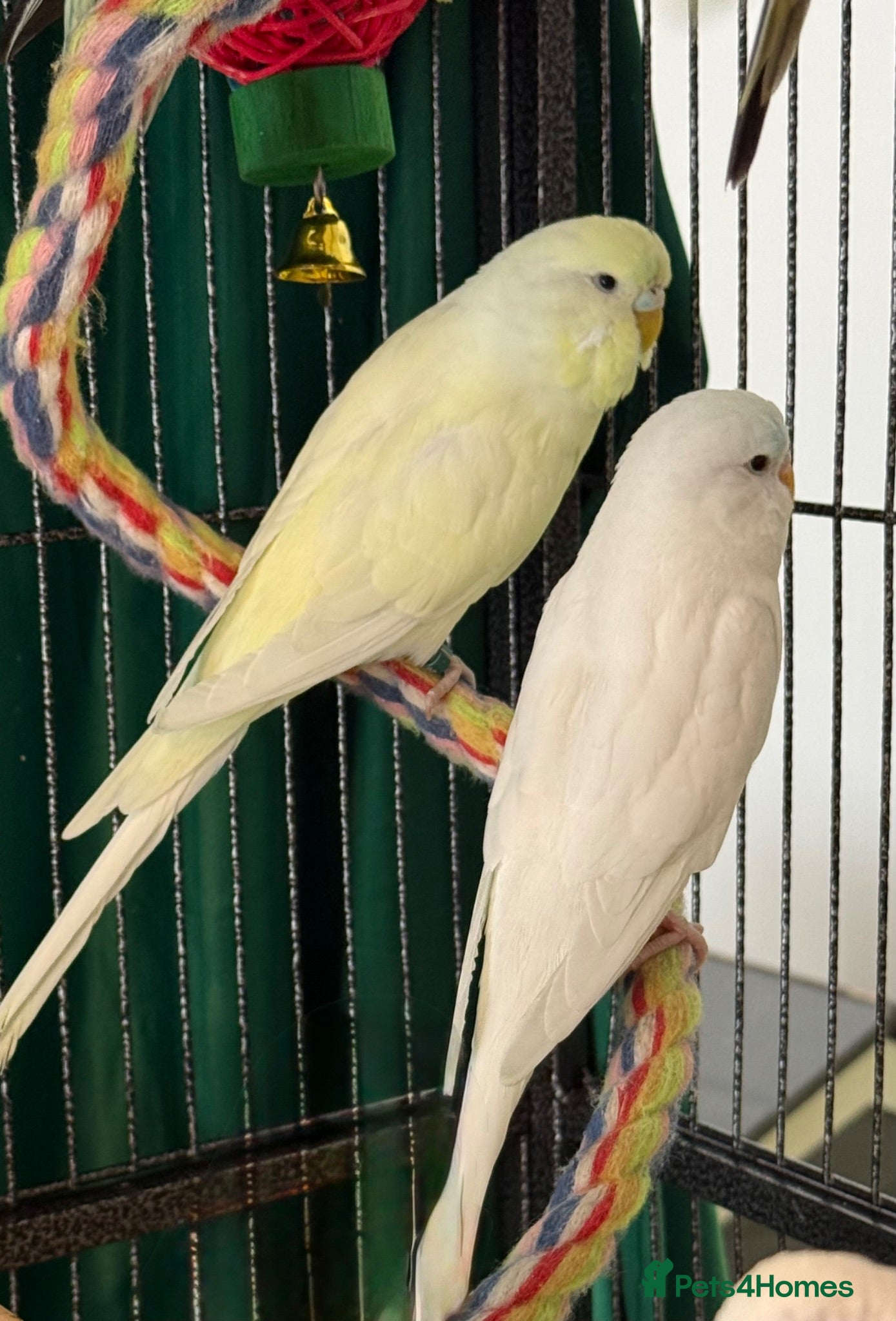 Budgerigars birds Pair of bonded budgies male & female 4 months old - Advert 2