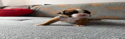 Boxer dogs for sale: Beautiful, KC registerd boxer puppies for sale in Canvey Island - Advert 27