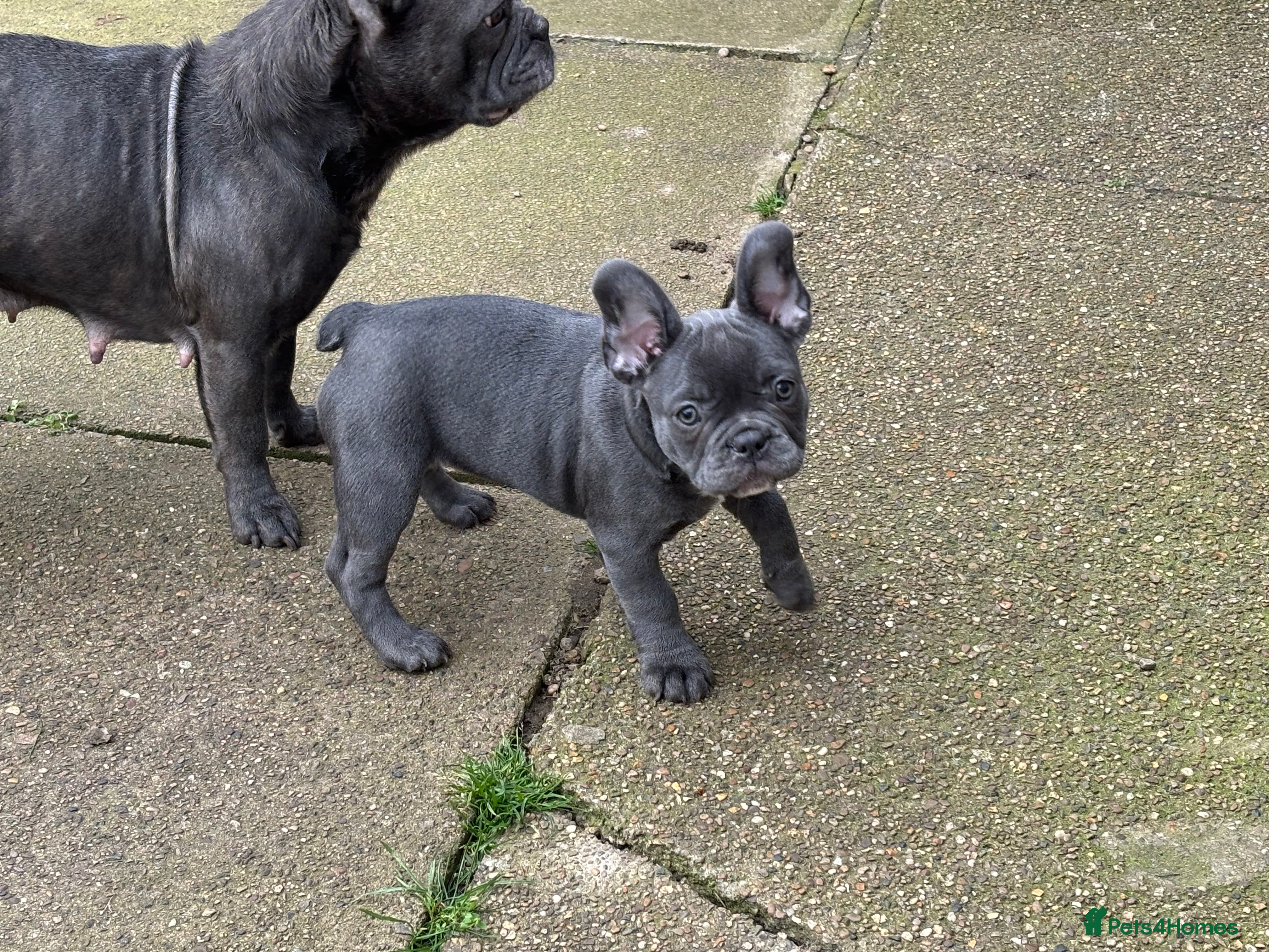 French Bulldog dogs Blue Frenchies ready for their forever home - Advert 5
