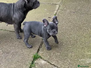 French Bulldog dogs Blue Frenchies ready for their forever home - Advert 1