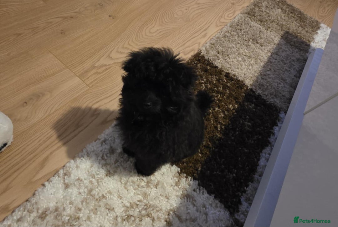 Pomapoo dogs for sale: Pomapoo - Advert 1