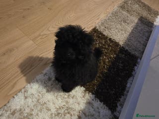 Pomapoo dogs Pomapoo - Advert 1