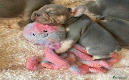 French Bulldog dogs for sale: Original X big rope French bulldogs - Image 8