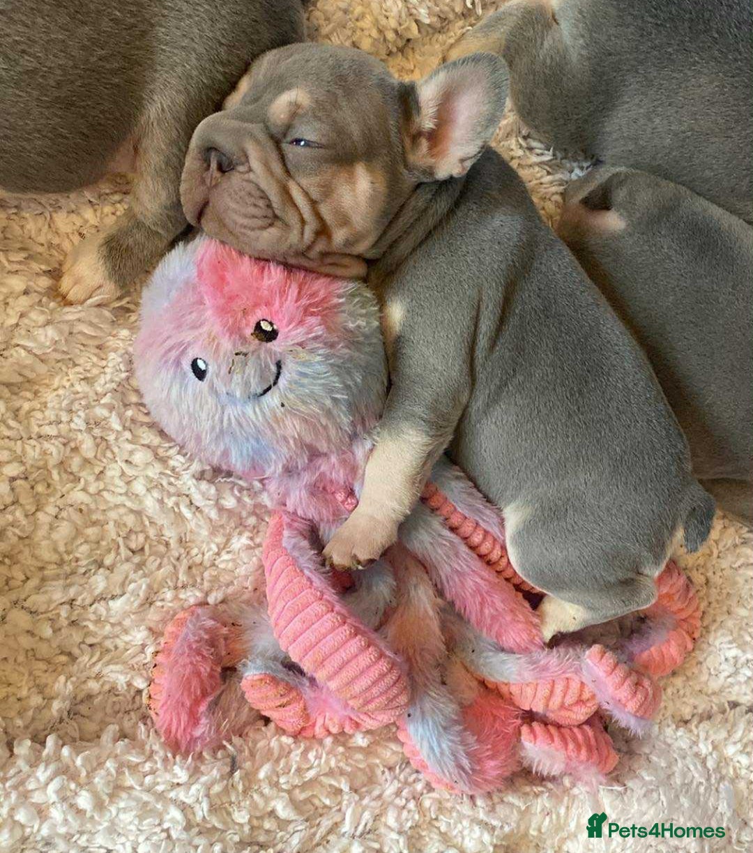 French Bulldog dogs for sale: Original X big rope French bulldogs - Image 8