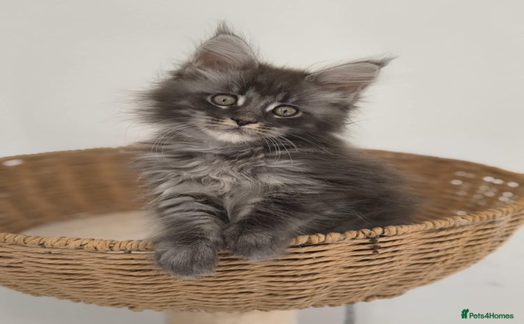 Maine Coon cats - Advert 1