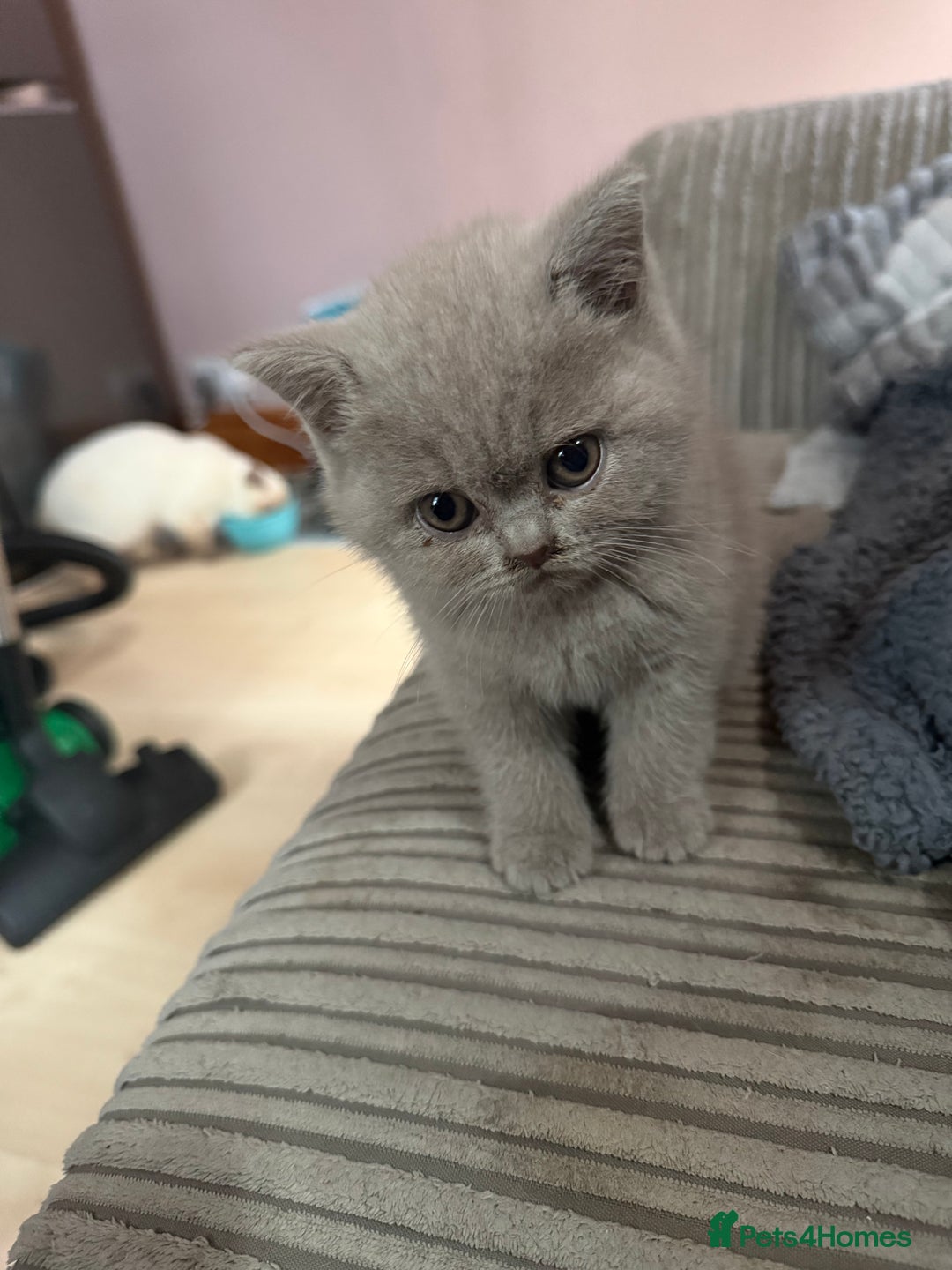 British Shorthair cats for sale: Lilac British shorthairs champion lines  - Image 4
