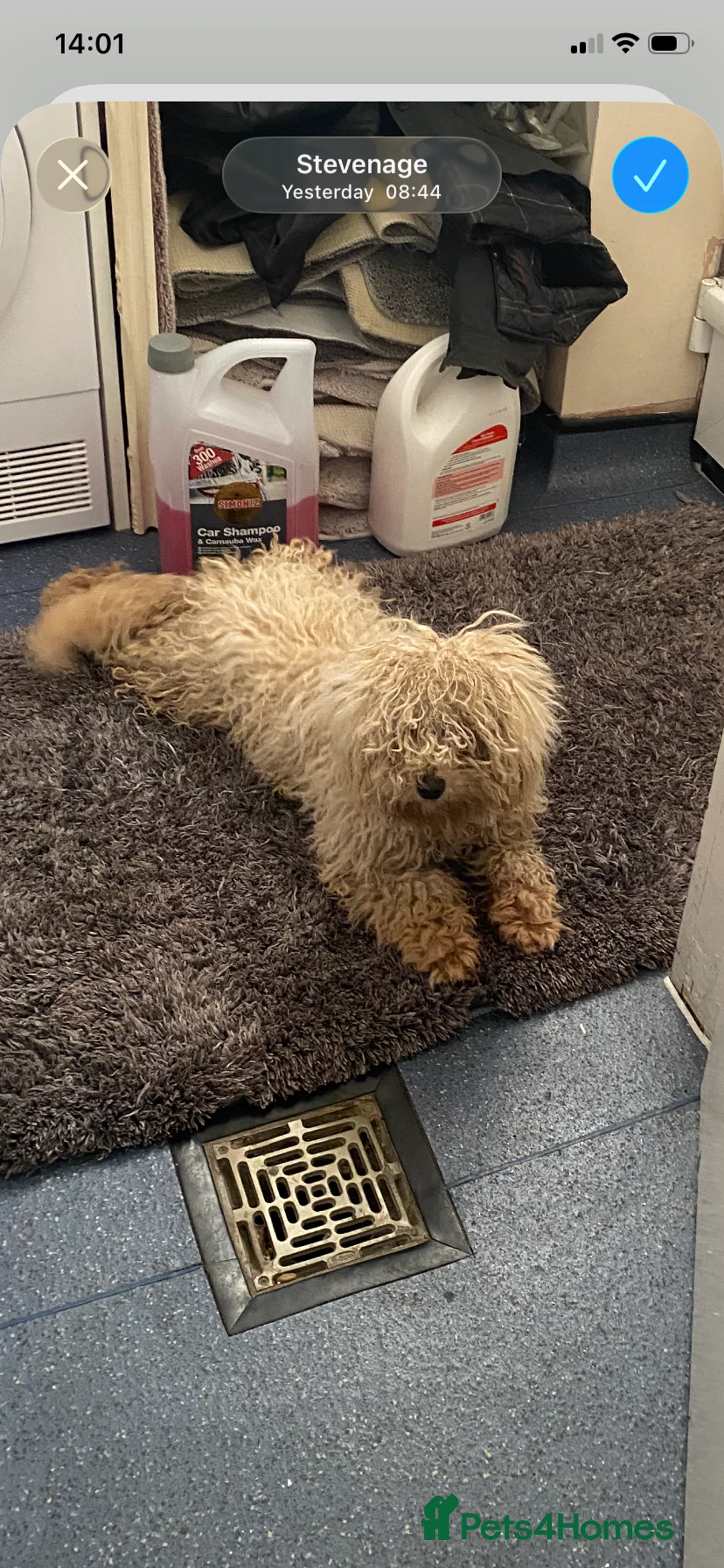 Cockapoo dogs for sale: Cockapoo  - Advert 2