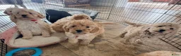 Cockapoo dogs for sale: F1b COCKAPOO Puppies (Teddy bears 🐻) - Advert 21