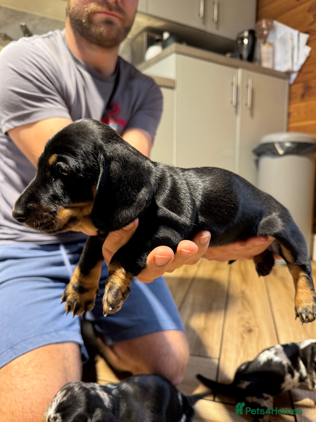 Miniature Dachshund dogs for sale: Outstanding litter of miniature Dachshund Puppies - Image 6