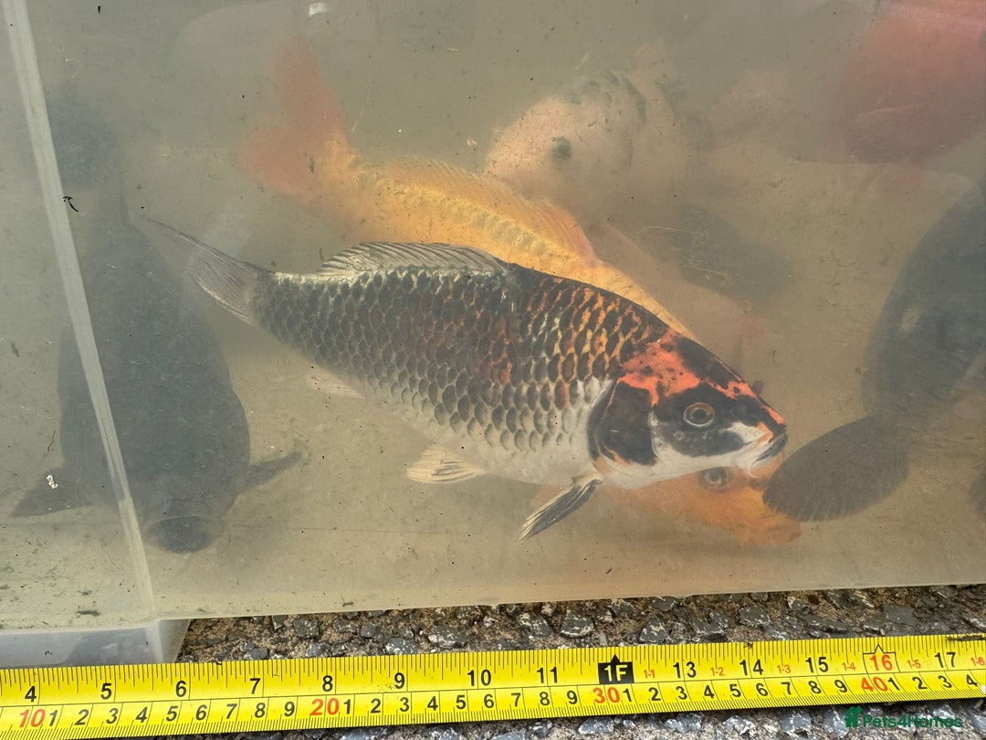 Koi Carp fish for sale: Koi for Sale - Image 17