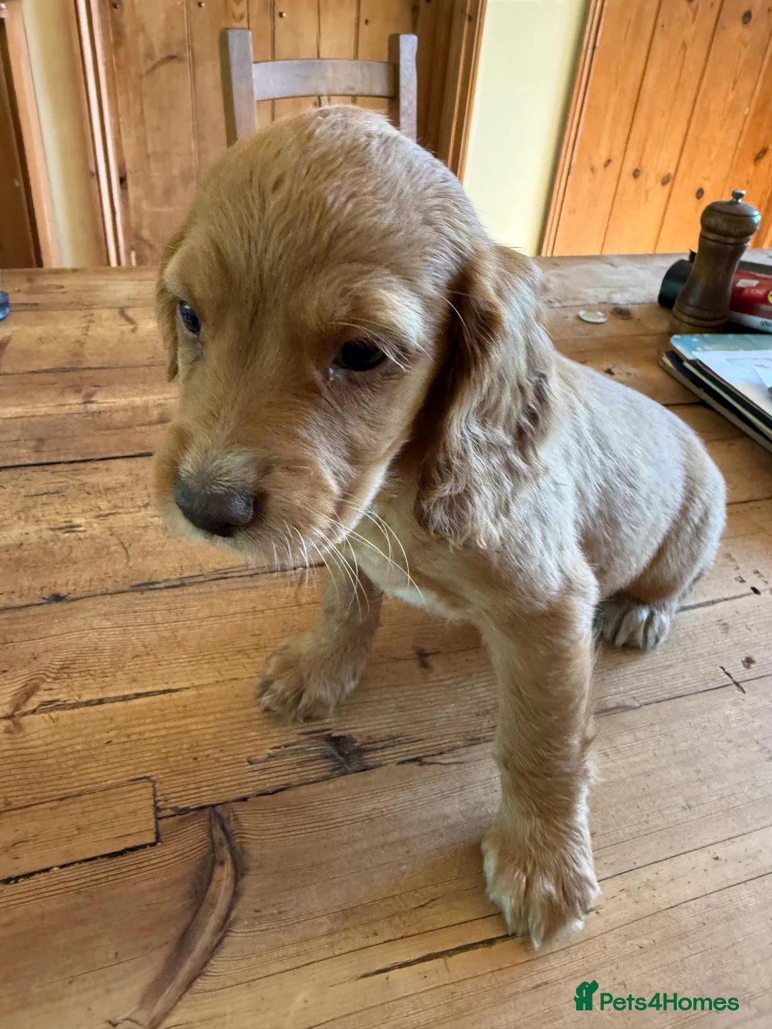 Cocker Spaniel dogs for sale: Ms Jacky Wallbridge  - Advert 2