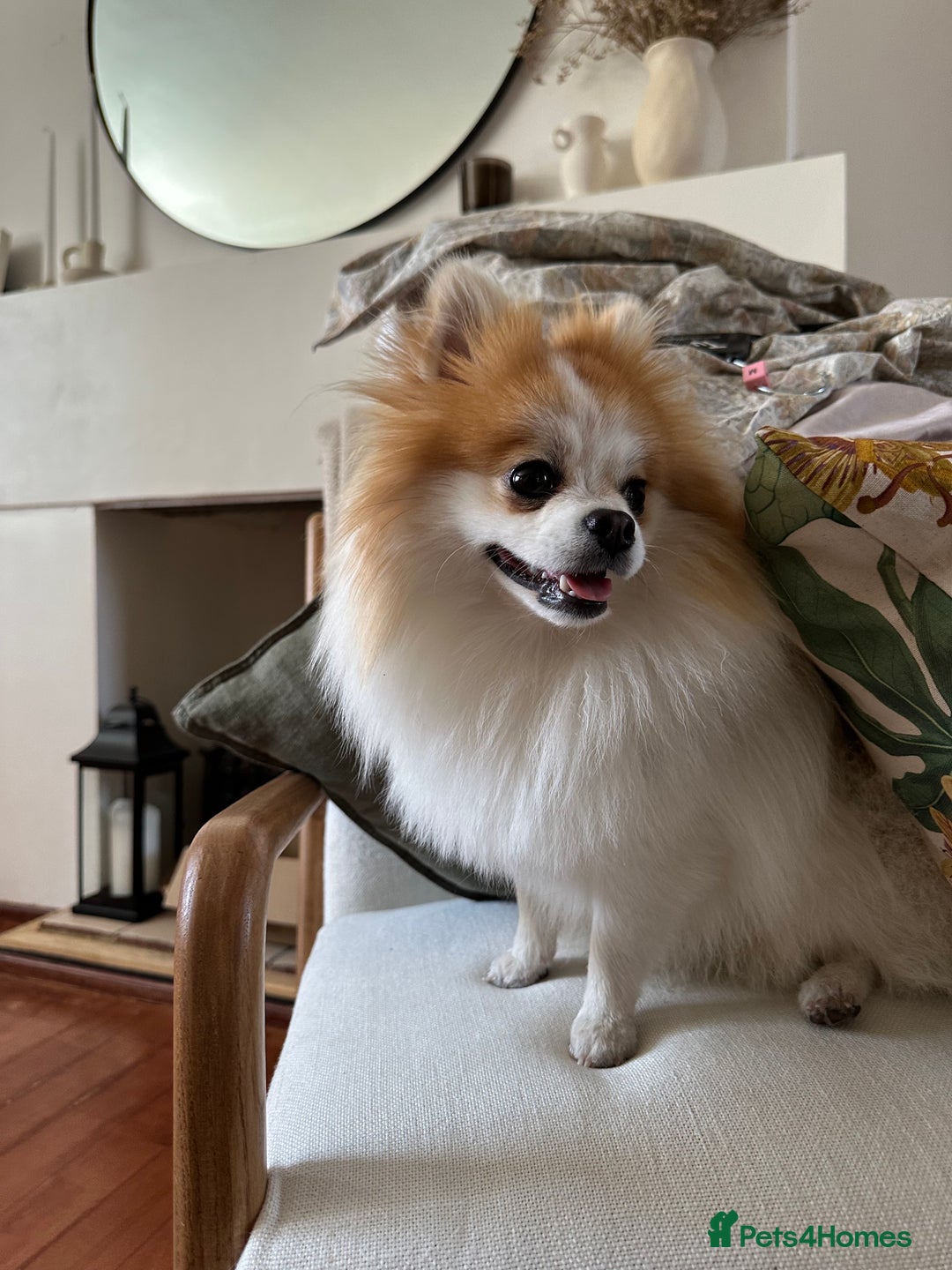 Pomeranian dogs for stud: Lover boy Romeo  - Advert 7