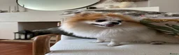 Pomeranian dogs for stud: STUD ONLY Lover boy Romeo  - Advert 7