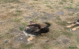 German Shepherd dogs for sale: Gorgeous and healthy German Shepherds Puppies - Image 8