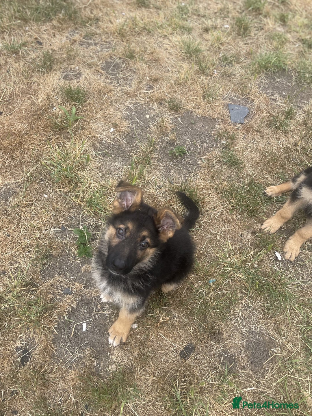 German Shepherd dogs for sale: Gorgeous and healthy German Shepherds Puppies - Image 8