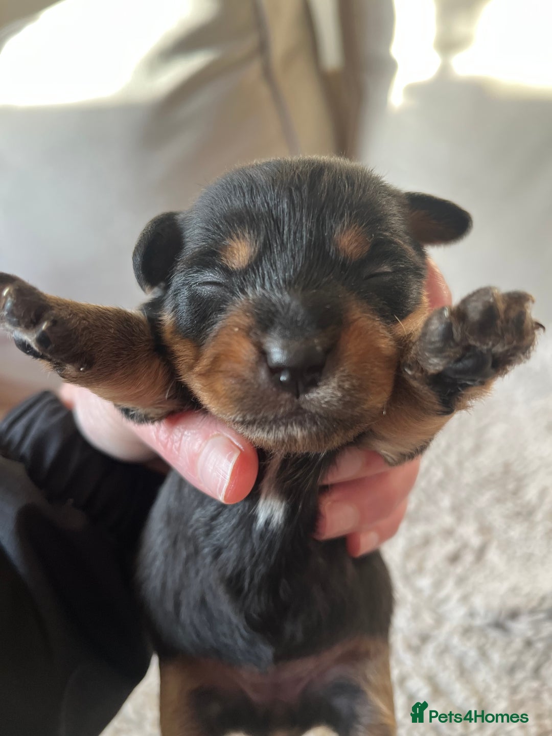 Jack Russell dogs for sale: Jack Russel puppies - Advert 6