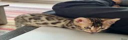 Bengal cats for sale: Brown Bengal Boy (last one) - Advert 32