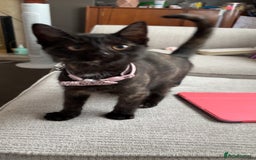 Mixed Breed cats for sale: Kitten - Image 1