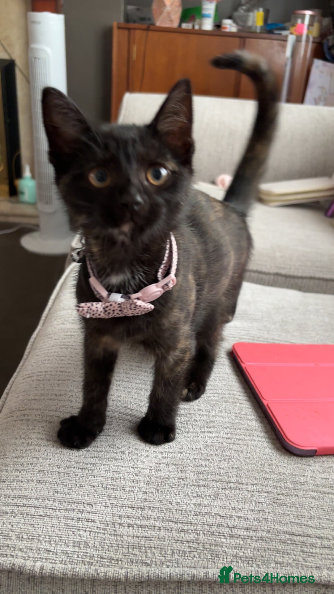 Mixed Breed cats for sale: Kitten - Image 1