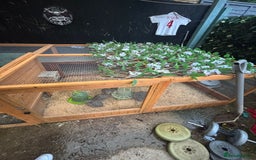 Quail poultry for sale: Quail and complete setup - Advert 4