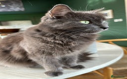 Russian Blue cats for sale: Sweet 4 Year Old Russian Blue Girl  - Image 5