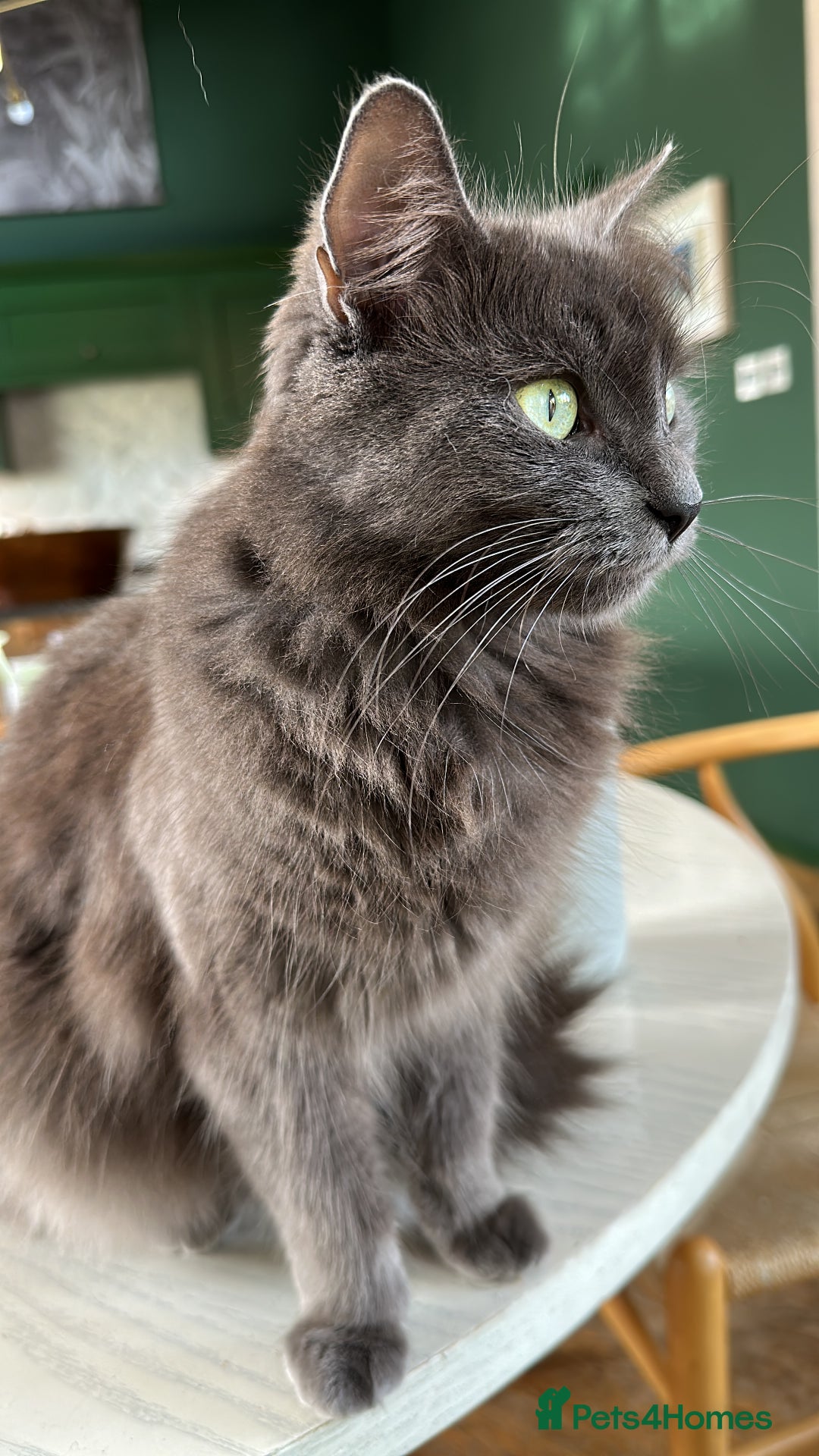 Russian Blue cats for sale: Sweet 4 Year Old Russian Blue Girl  - Image 5