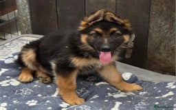 German Shepherd dogs for sale: ⭐️Quality KC Reg Long Coat German Shepherd Pups⭐️  - Image 19