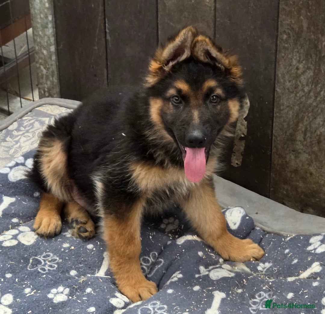German Shepherd dogs for sale: ⭐️Quality KC Reg Long Coat German Shepherd Pups⭐️  - Image 19