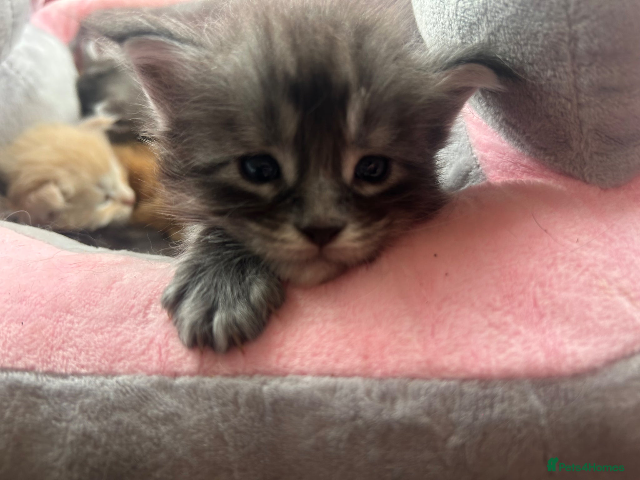 Maine Coon cats for sale: 6 Maine coon kittens for sale  in Brechin - Advert 13