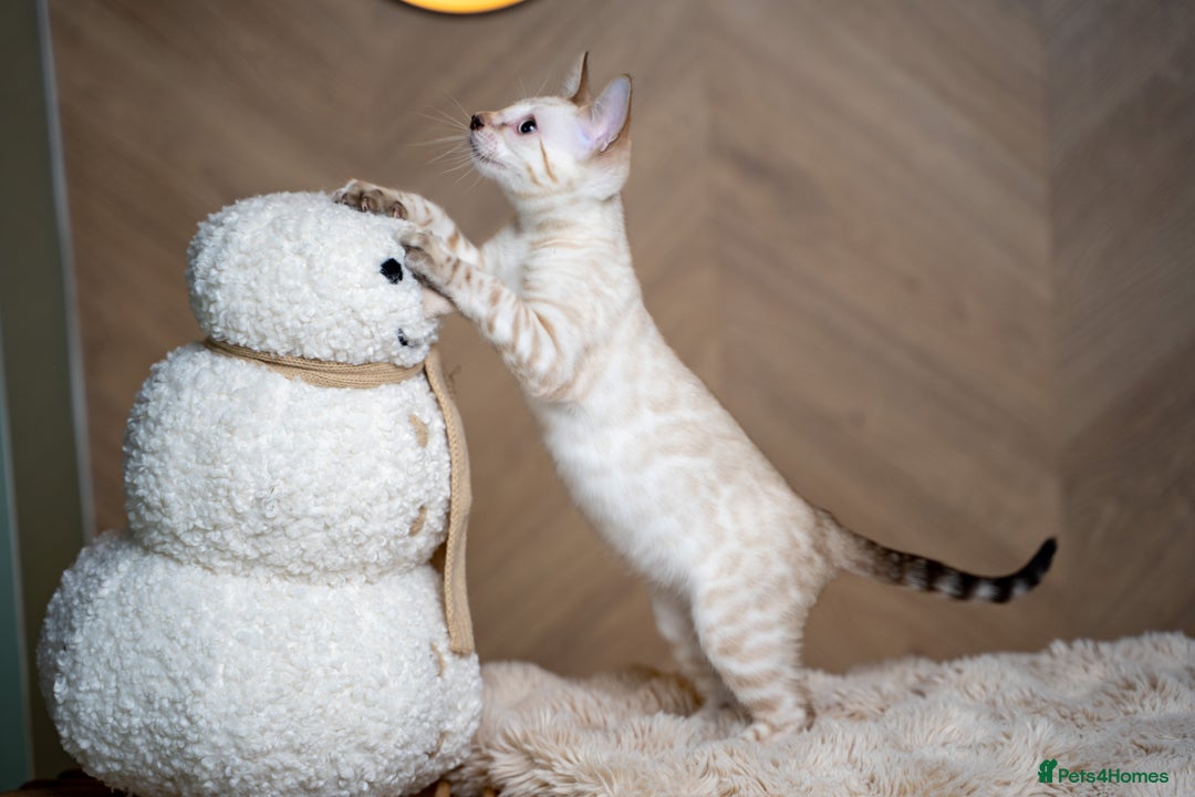 Bengal cats for sale: GOOBER-Snow Lynx Pure Bengal-TICA REG.-Playful boy - Advert 6