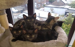 Mixed Breed cats for sale: 4 Beautiful kittens for sale - Image 3