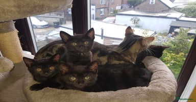 Mixed Breed cats - Advert 16