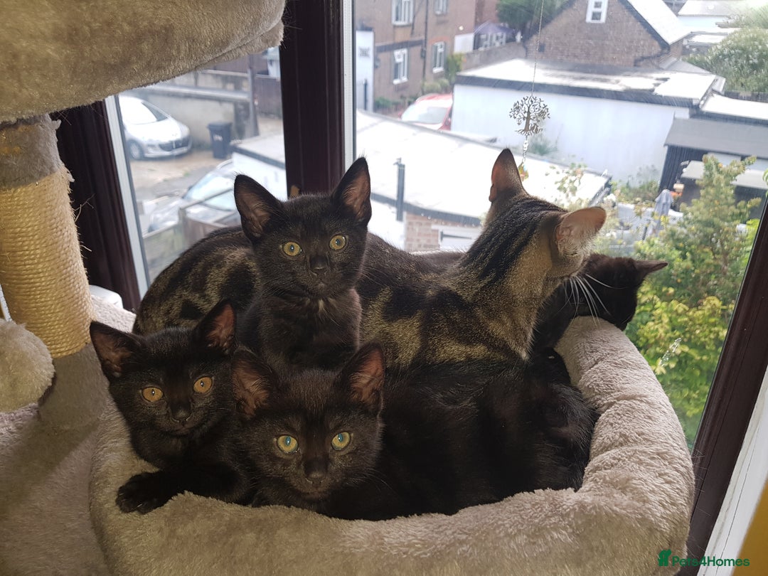 Mixed Breed cats for sale: 4 Beautiful kittens for sale - Image 3