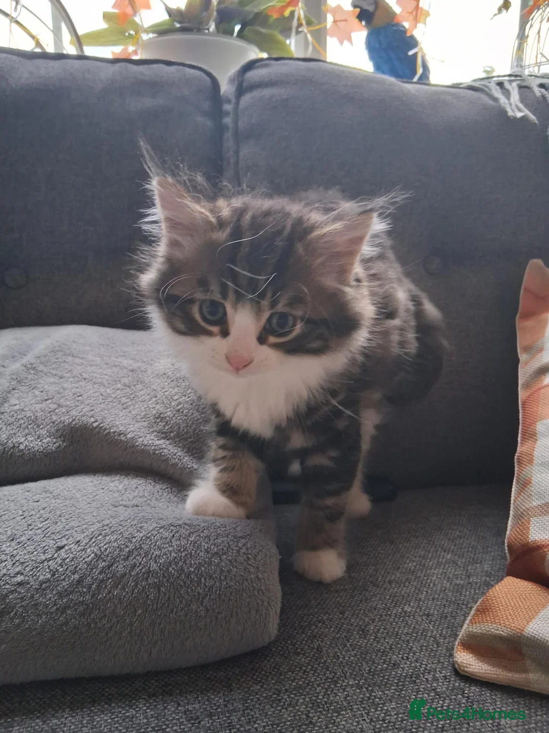 Mixed Breed cats for sale: Two beautiful kittens  in Peterborough - Advert 5