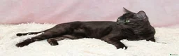 Bengal cats for sale: Retired bengal black smoke  - Advert 7
