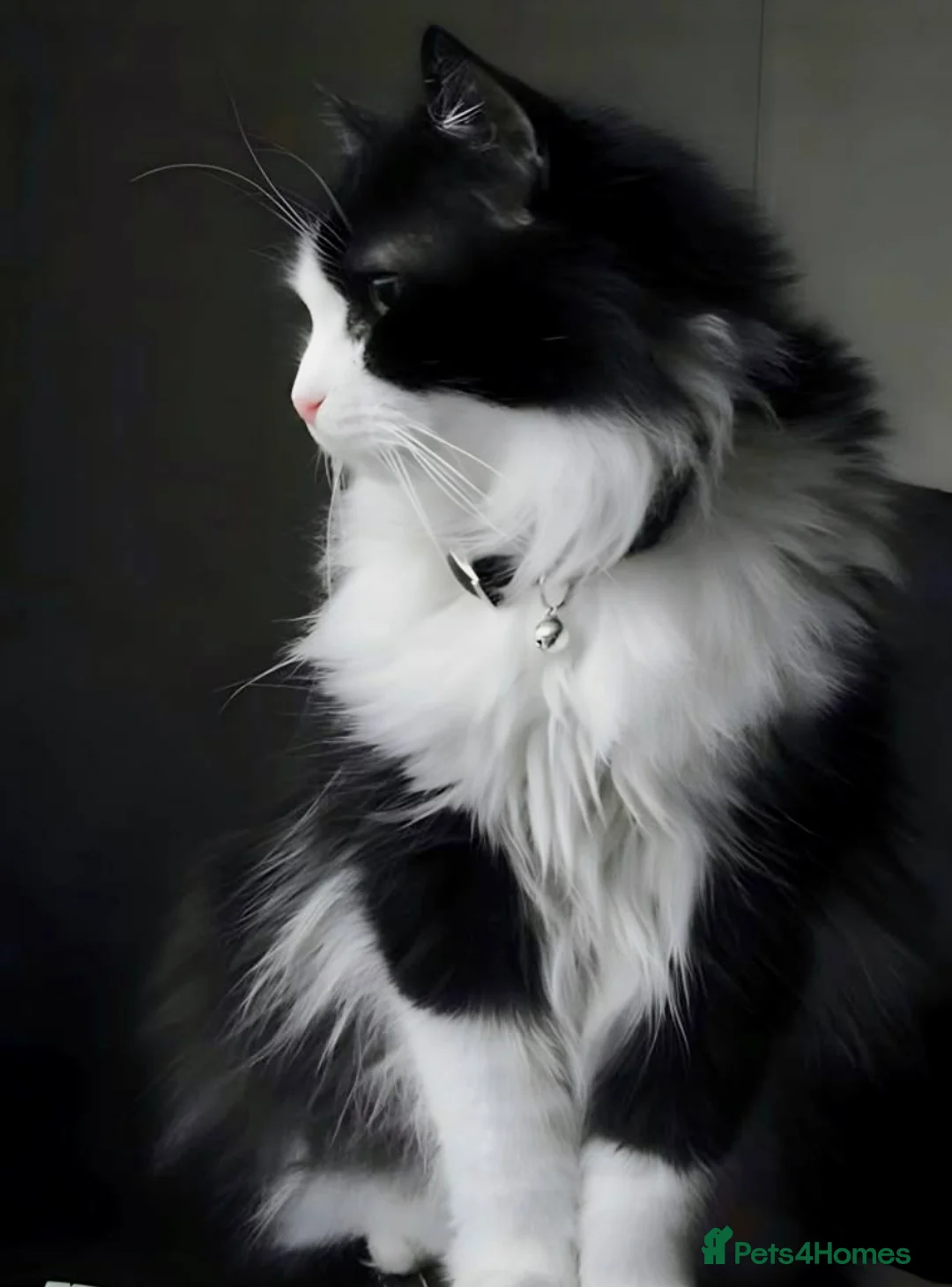 Turkish Angora cats for sale: Turkish angora male  - Advert 18