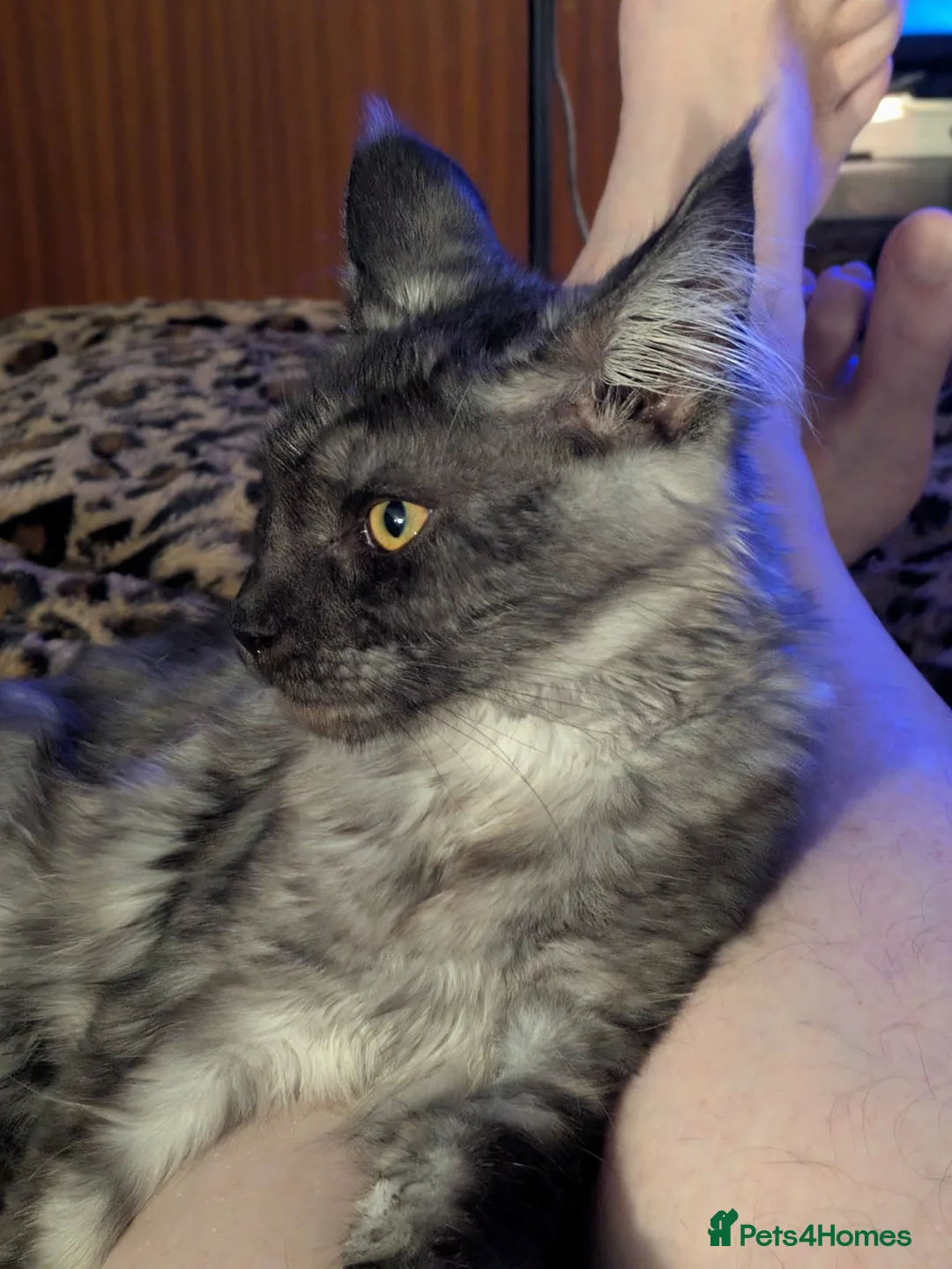 Maine Coon cats for sale: Beautiful wolf looking Maine coon girl  - Advert 2