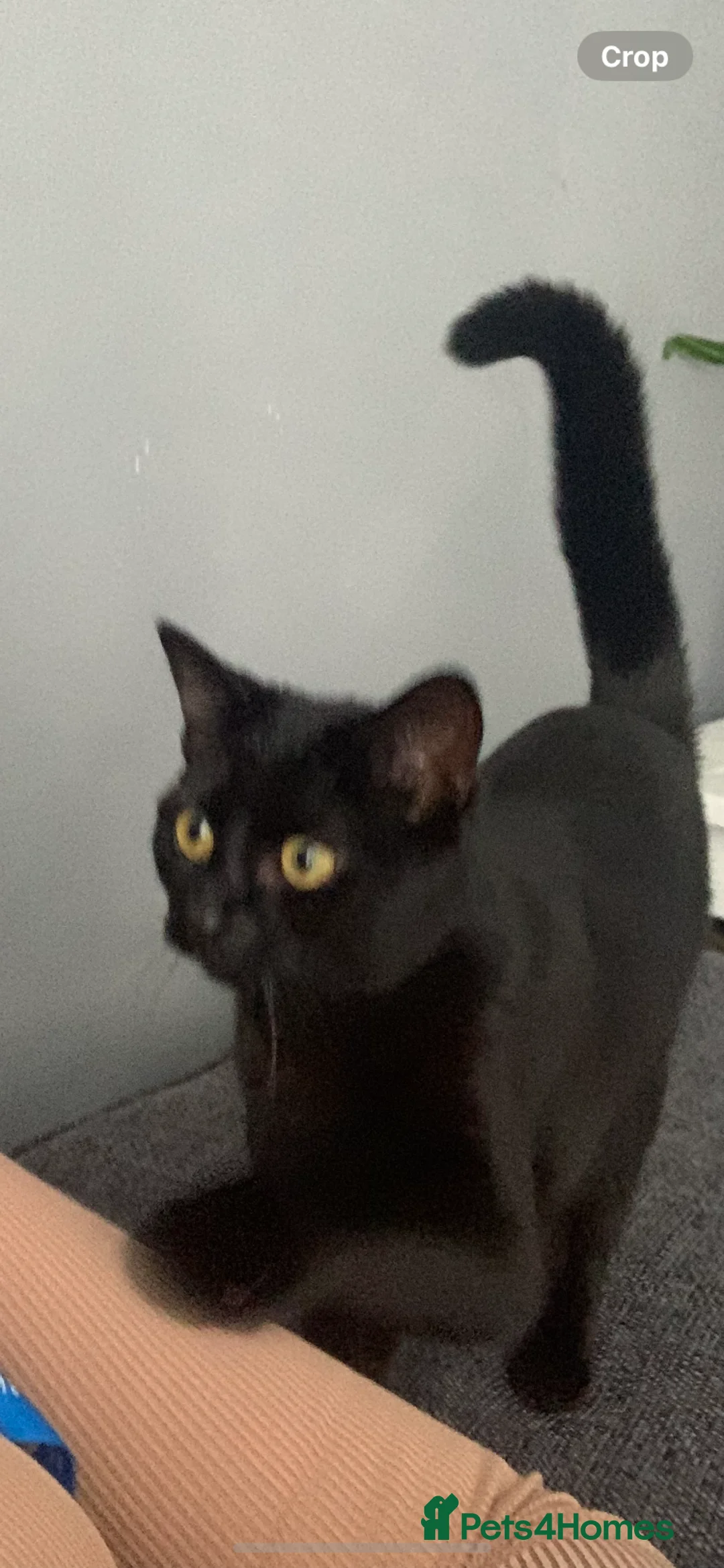 Domestic Shorthair cats for sale: 4 month old Black female kitten  - Advert 2