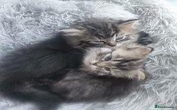 Mixed Breed cats for sale: Two Perdoll Female Kittens Looking for a Home - Image 2